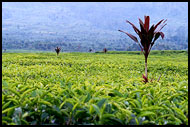 Tea Plantation, Kerinci, Indonesia