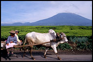 Local Means Of Transport, Kerinci, Indonesia