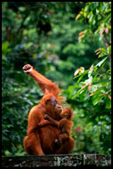 FREEDOM! (orangutan), Lake Toba, Indonesia