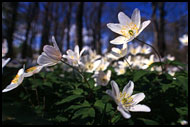 Flowers In Bloom, Best of 2003, Norway