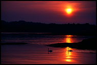 Swan In Sunset, Best of 2003, Norway