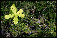 Isolation II., Best of 2003, Norway