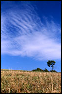 Bush Of Morkov I., Northern Moravia, Czech republic