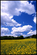 Field&Clouds I., Best of 2003, Norway