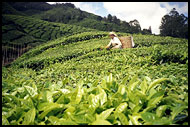 Picking Up Tea, Cameron Highlands, Malaysia