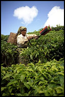 Plantation Worker, Cameron Highlands, Malaysia