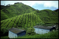 Tea Plantation, Cameron Highlands, Malaysia