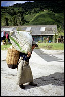 Plantation Worker, Cameron Highlands, Malaysia