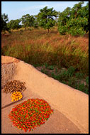 Drying Harvest, Lobi tribe, Ghana