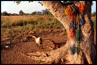 Drying Fishing Nets, Lobi tribe, Ghana