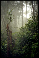 Jungle In Cameron Highlands, Cameron Highlands, Malaysia