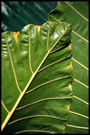 Leaf Abstraction, Brenu beach, Ghana