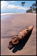 Trunk On A Beach, Brenu beach, Ghana