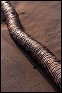 Silver Snake On A Beach, Brenu beach, Ghana