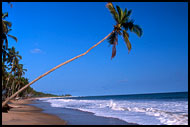 Coconut Tree, Brenu beach, Ghana