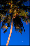 Palm Tree And Moon, Brenu beach, Ghana