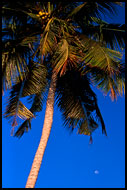 Palm Tree And Moon, Brenu beach, Ghana