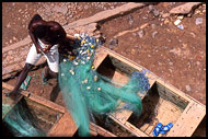 Repairing Nests, Cape Coast, Ghana