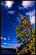 Pine By Goksjoa, Best of 2003, Norway