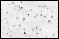 Stars In Snow, Best of 2004, Norway
