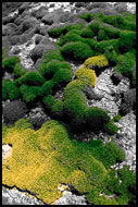 Green Oasis, Best of 2004, Norway