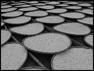 Drying Salt, Vietnam in B&W, Vietnam