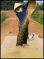 Preparing Rice, Vietnam In Color, Vietnam