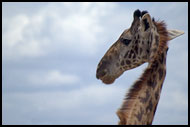 Do Not Disturb, Tarangire NP, Tanzania