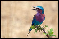 Lilac Breasted Roller (Coracias Caudata), Tarangire NP, Tanzania