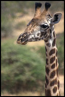 What Did You Say?, Tarangire NP, Tanzania