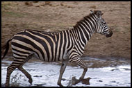 Zebra Crossing A Pond, Tarangire NP, Tanzania