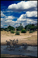 Tarangire Scenery, Tarangire NP, Tanzania