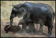 Lets Take A Dust Shower, Tarangire NP, Tanzania