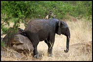 No Comment, Tarangire NP, Tanzania