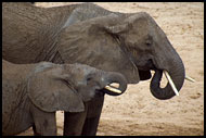 Duo, Tarangire NP, Tanzania