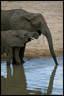 Family Business, Tarangire NP, Tanzania