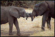 Love You!, Tarangire NP, Tanzania