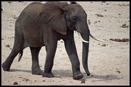 Wait For Me!, Tarangire NP, Tanzania