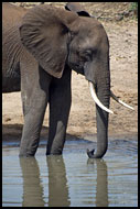 So Thirsty Today.., Tarangire NP, Tanzania