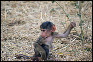 Cute One, Tarangire NP, Tanzania