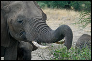 Let Me Taste This One, Tarangire NP, Tanzania