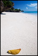 Leaf On A Beach, Northern Zanzibar, Tanzania