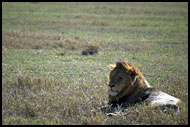 Lion During Rest, Ngorongoro Crater, Tanzania