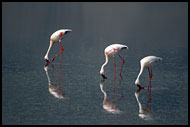 Trio, Ngorongoro Crater, Tanzania