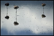 Resting Flamingos, Ngorongoro Crater, Tanzania