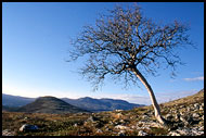 Lonely Tree, Best of 2001, Norway