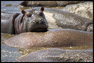 Thinking Hippopotamus, Ngorongoro Crater, Tanzania