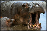 Need Dentist! See?, Ngorongoro Crater, Tanzania