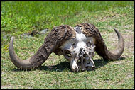 Stronger Will Survive, Ngorongoro Crater, Tanzania