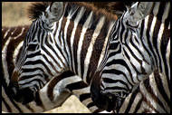 The White Stripes, Ngorongoro Crater, Tanzania